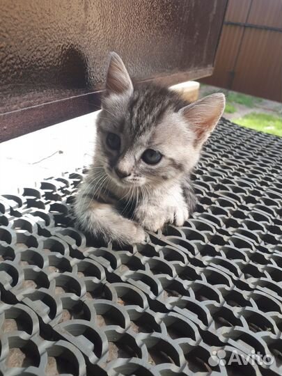 Отдам в добрые руки котят