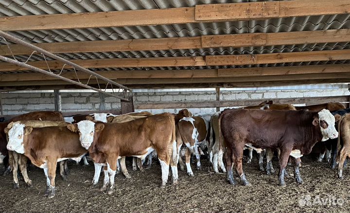 Продаются быки