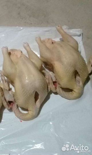 Индюки и куры