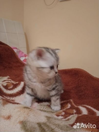 Шотландские котята