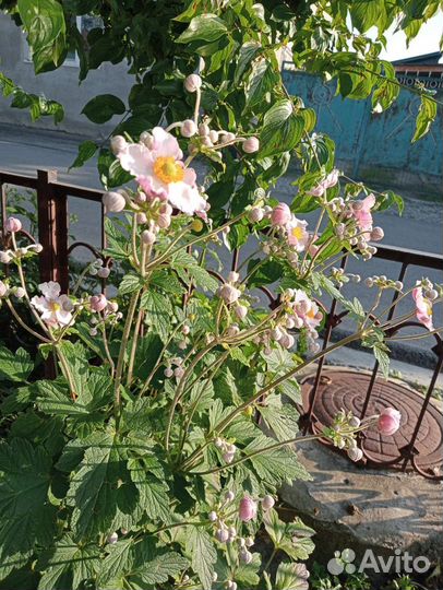 Анемона японская