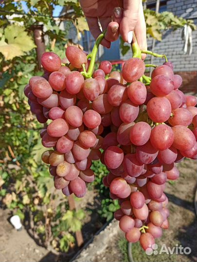 Виноградные черенки (чубуки)