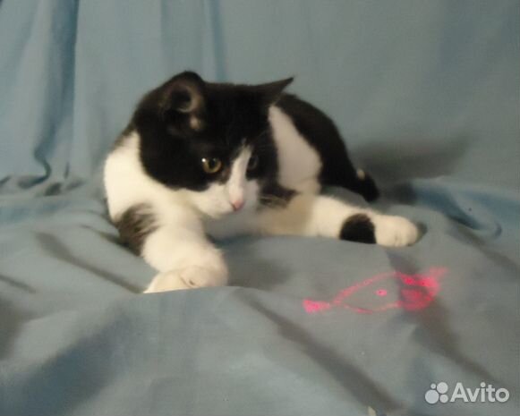 Котенок Даша 3 месяца ищет добрых хозяев