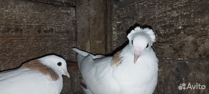 Голуби шейки