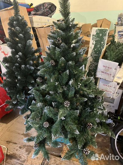 Новые ели (елка сосна ) Беларусь