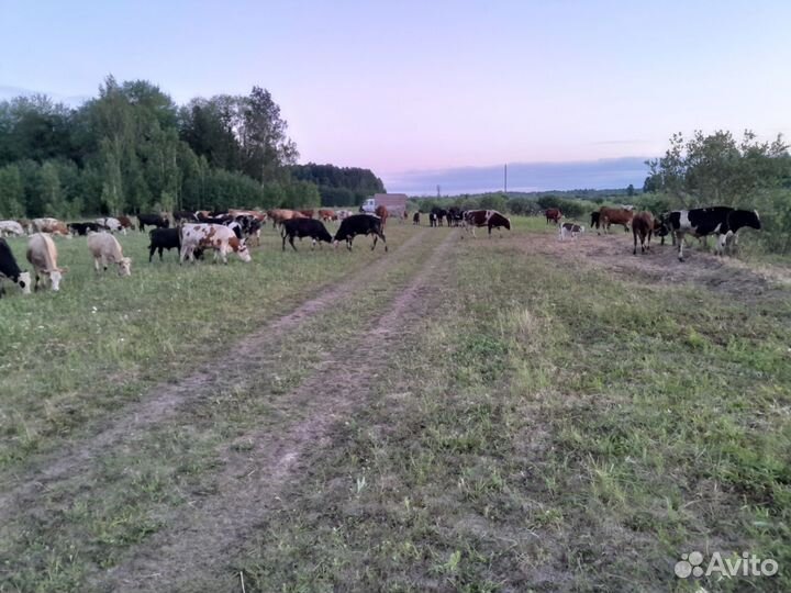 Корова на мясо и быки