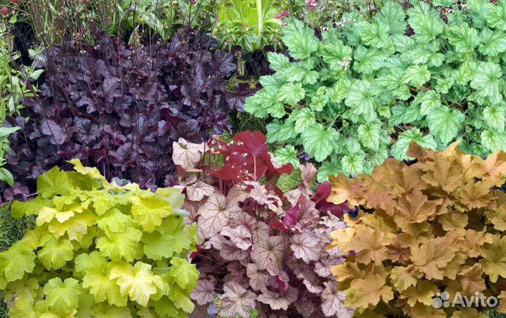 Рассада цветов гейхеры, гейхерелла в кассетах