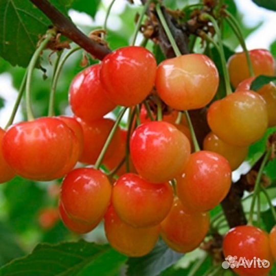 Саженцы плодово-ягодных культур,рассада,цветы