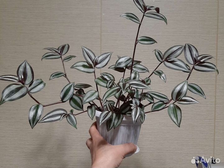 Традесканция зебрина в горшке