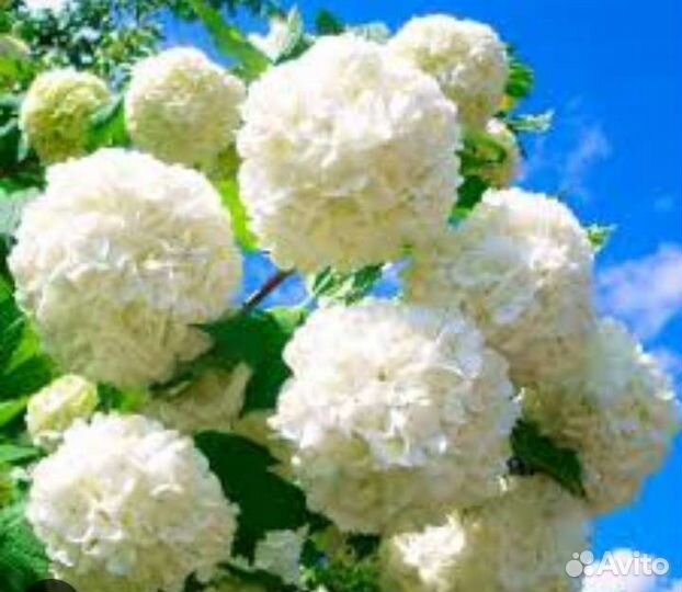 Бульдане растение