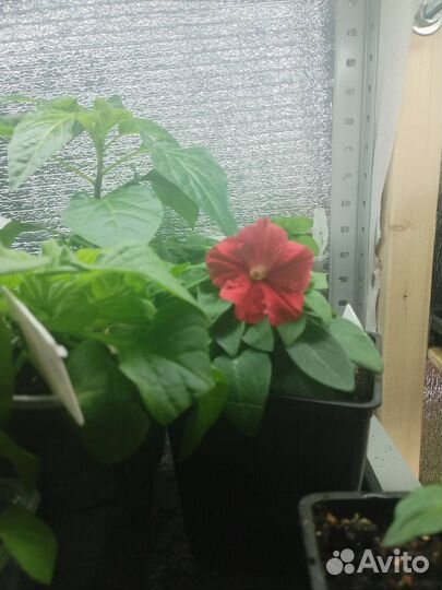 Растения для сада