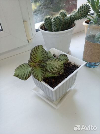 Эписция молодой цветок