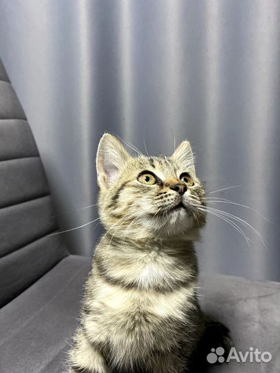 Кошка в дар бесплатно