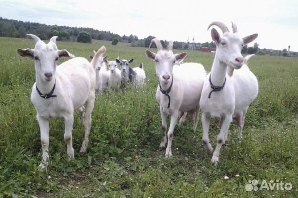 Дойные козы