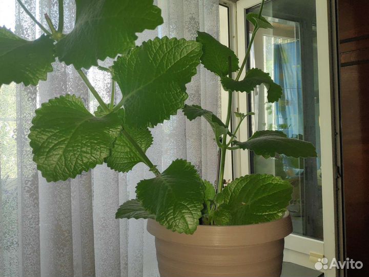 Мята мелисса