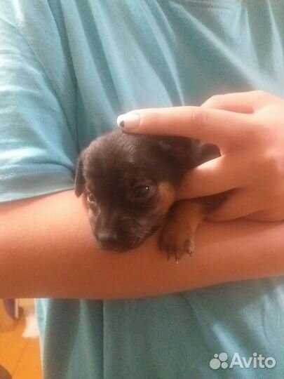 Той-терьер щенки