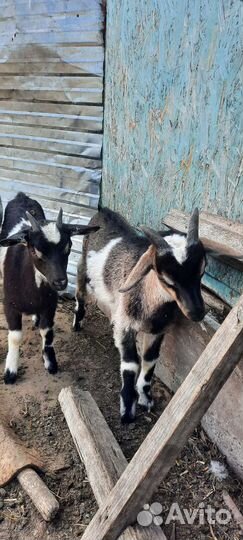 Козлята