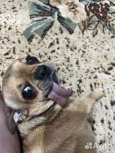 Ищу девочку на вязку