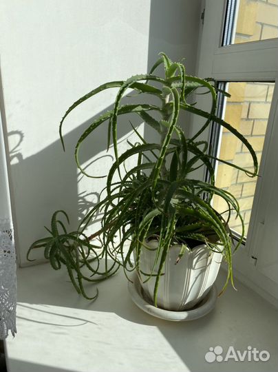 Комнатные цветы алоэ