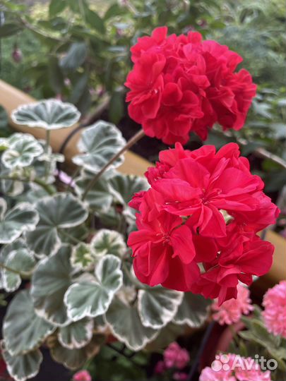 Пеларгонии сортовые