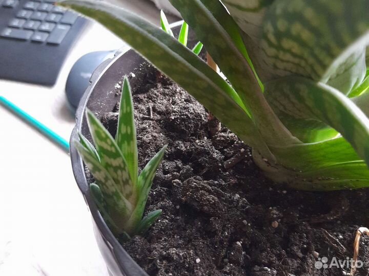 Алоэ тигровое