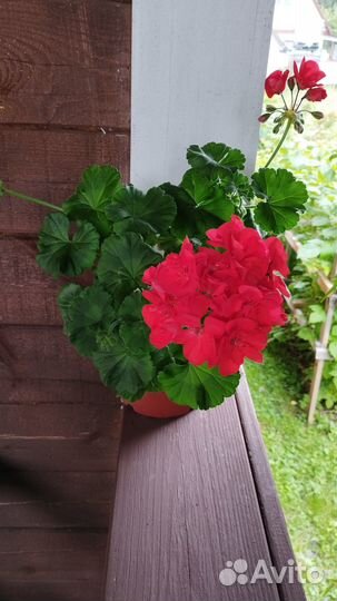 Пеларгонии