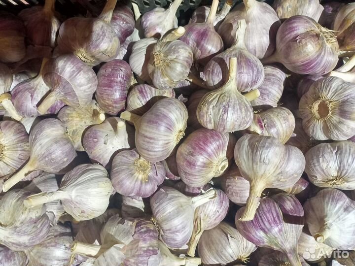 Чеснок сортовой Любаша