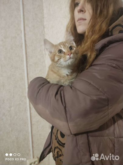 Котята в добрые руки