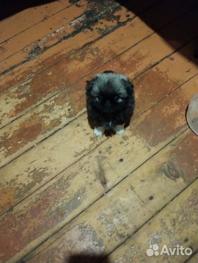 Продажа собак щенков