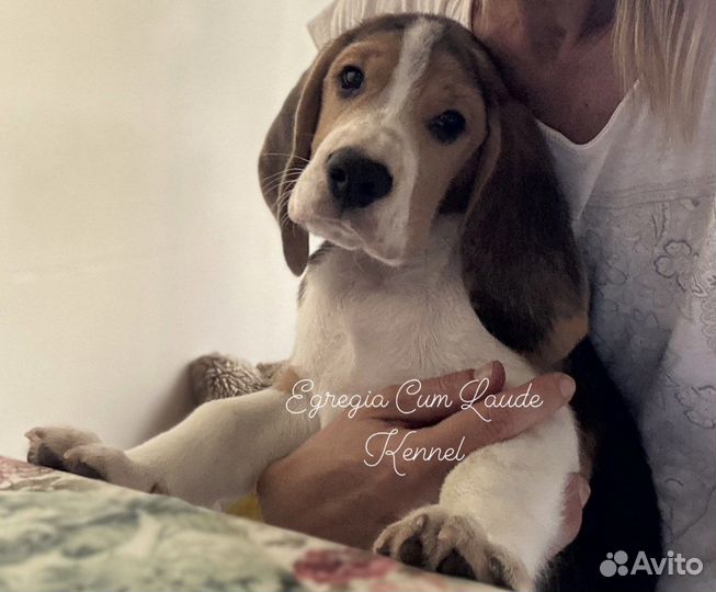 Щенок бигля. Мальчик