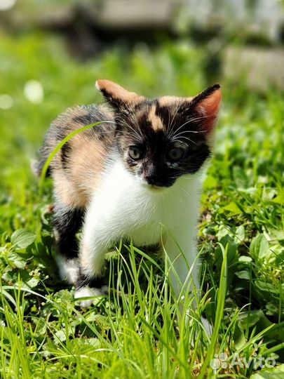 Яркая трёхцветная кошечка 1,5 мес