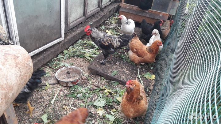 Цыплята подрощенные