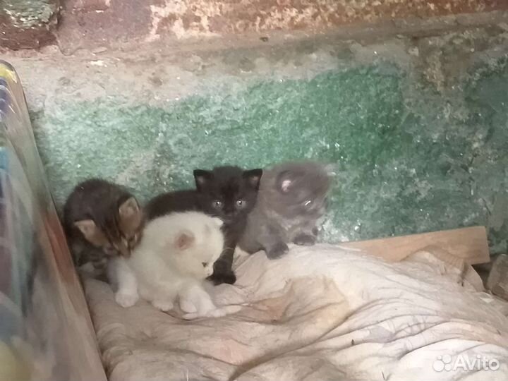 Кошка в дар бесплатно