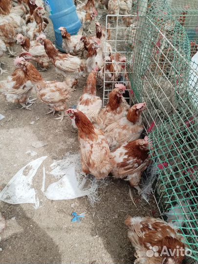 Куры несушки годовалые