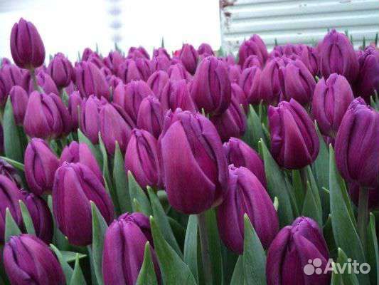 Тюльпаны к 8 марта оптом