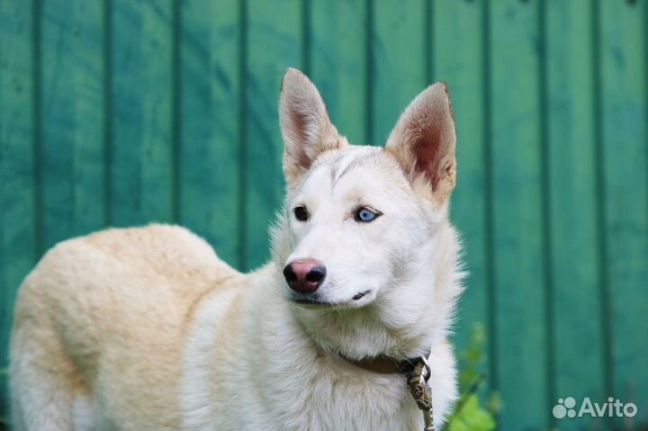 Красотка Перси