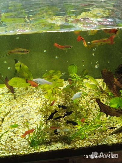 Аквариумные рыбки