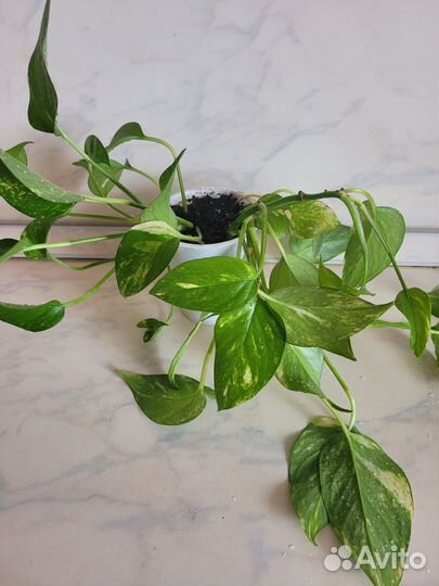 Сциндапсус