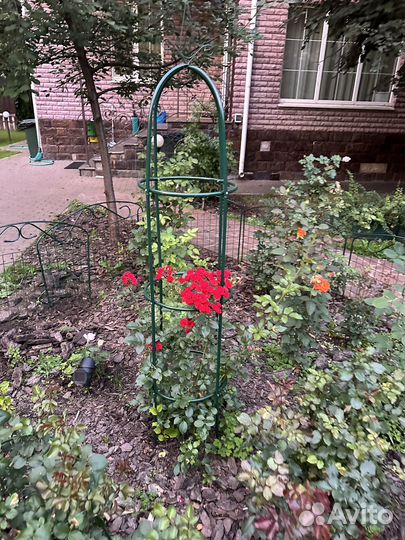 Роскошная роза с альковом