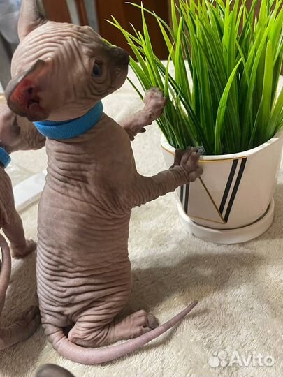 Котята сфинксы
