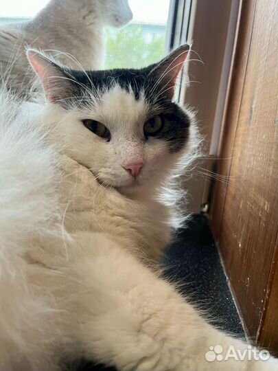 Шикарный Кузя ищет Дом