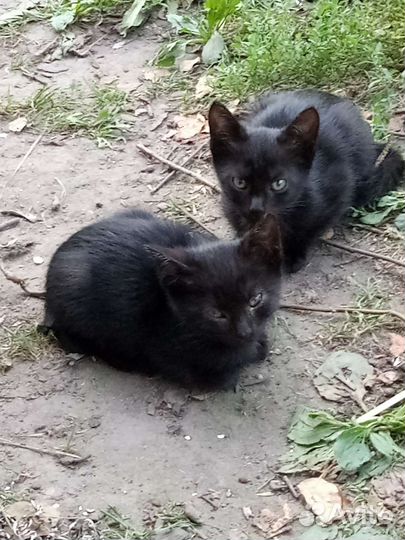 Котята в добрые руки бесплатно