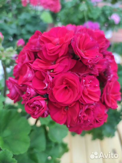 Пеларгония Марокканская Принцесса