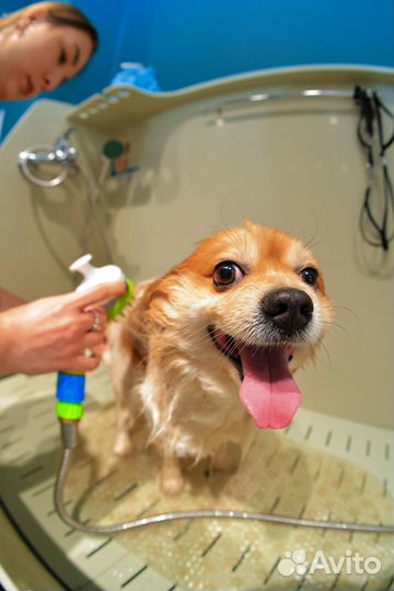 Подстричь собаку или кошку, вычесать, груминг