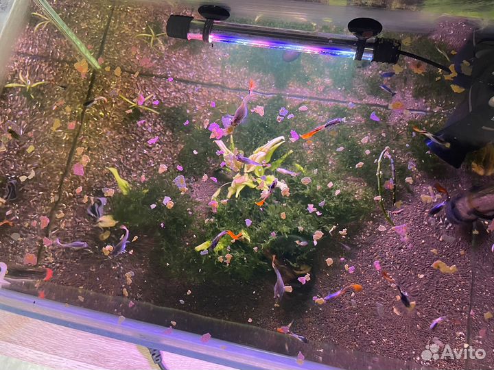 Аквариумные рыбки/ креветки/ растения