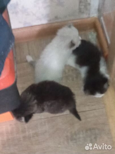 Котята отдам в добрые руки бесплатно