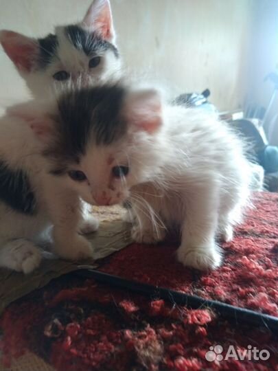 Подкинули котят в подьезд
