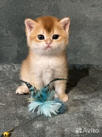 Британские котята золотая шиншилла