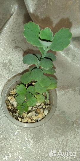 Суккуленты