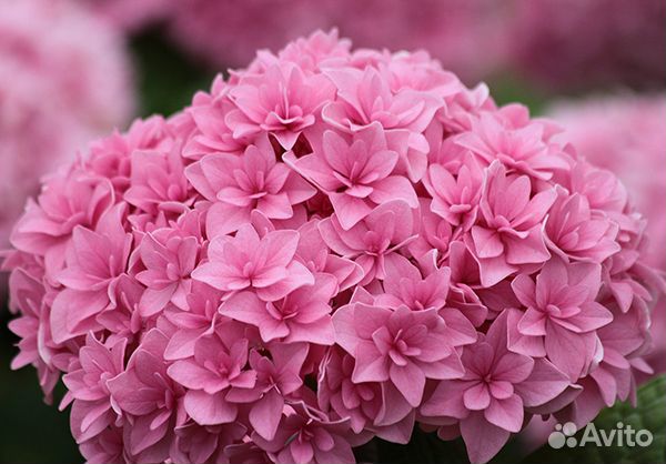 Гортензия крупнолистная махровая